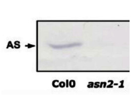 ASN | Glutamine-dependent asparagine synthetase in the group Antibodies Plant/Algal  / Nitrogen Metabolism at Agrisera AB (Antibodies for research) (AS20 4425)